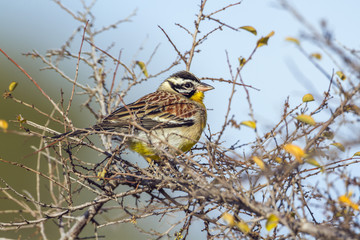 African Golden-breasted Bunting in Kruger National park, South Africa