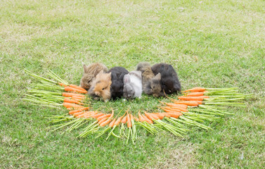 New born rabbit on green grass