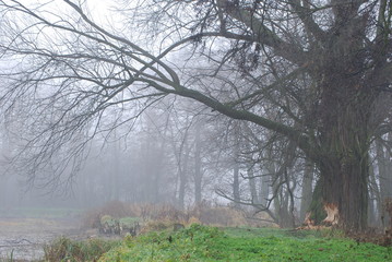 Obraz premium Chruslanki Jozefowskie, Jesien na 