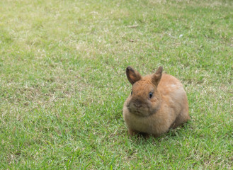 New born rabbit on green grass