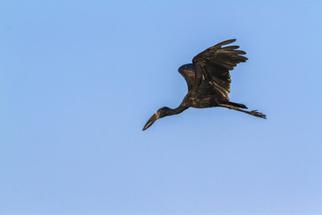 African openbill in Kruger National park, South Africa