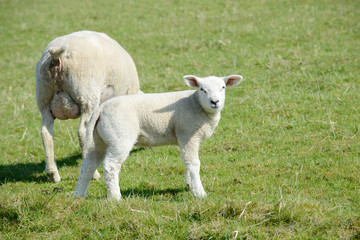 Fototapeta premium Sheep lamb standing on pasture and looking