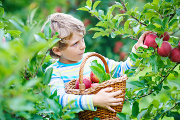 Little kid boy picking red apples on farm autumn