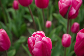 Beautiful tulip field, violet rose tulip flower garden.