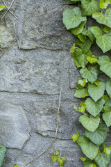 Ivy leaves on a wall