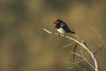 Black-collared Barbet in Kruger National park, South Africa
