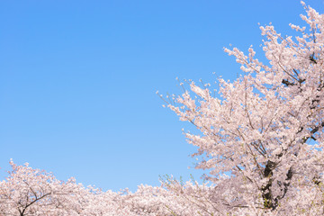 桜の花。日本の象徴的な花木。