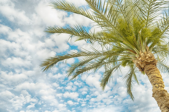 Palm tree on blue sky background