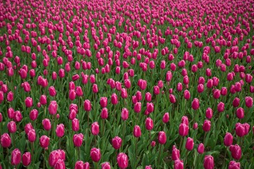Beautiful tulip field, red tulip flower garden.
