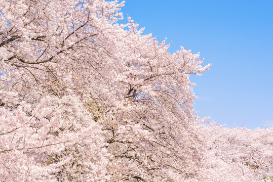 桜の花。日本の象徴的な花木。