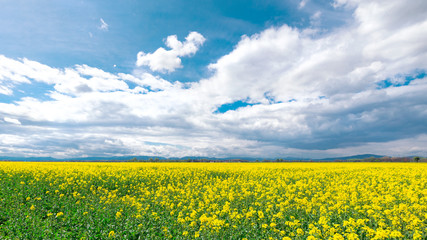 Leuchtend gelbes Rapsfeld unter dramatischem Wolkenhimmel, Hintergrund