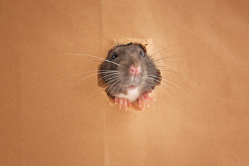 Cute funny rat looking out of hole in paper - Powered by Adobe