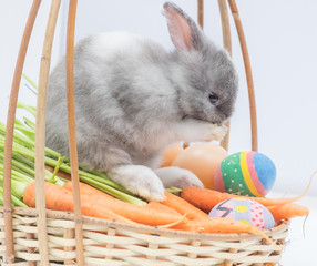 New born rabbit on carrot basket.