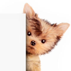 Funny dog holding empty banner, isolated on white