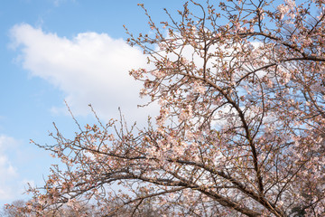 春の井の頭公園　青空と桜