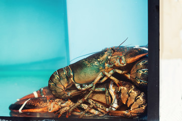 Live lobsters in aquarium at restaurant.