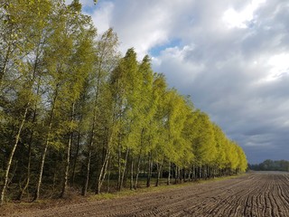Na skraju lasu © michalsen