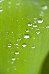 Raindrops on a tulip leaves in garden, spring time.