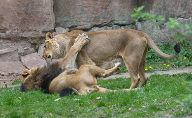 Löwenpaar zärtlich