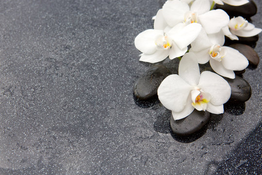 Fototapeta Spa stones and white orchid on grey background.