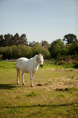 Fototapeta premium White horse in the meadow
