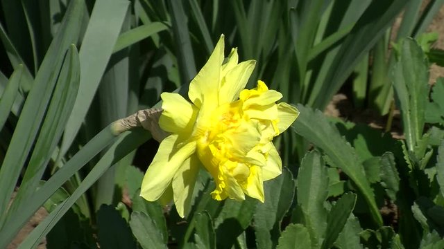 Eine zitronengelbe Narzissenblüte bewegt sich im Frühlingswind (Nahaufnahme)