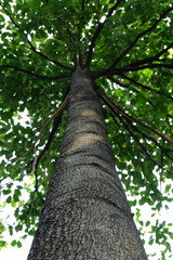 Fototapeta premium Tree in Park.
