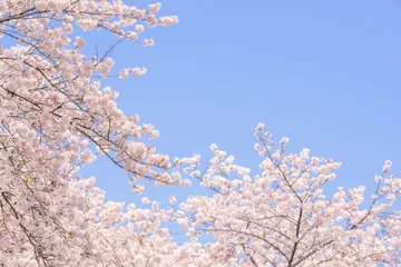 Papier Peint photo Fleur de cerisier 桜の花。日本の象徴的な花木。