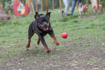 Rottweiler running on the grass