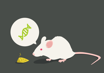 Lab white rat vector illustration