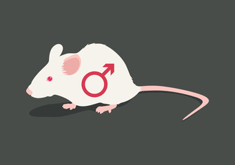 Lab white rat vector illustration