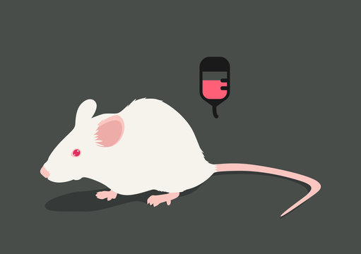 Lab white rat vector illustration