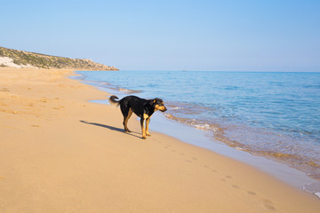 Dog walking on the beach