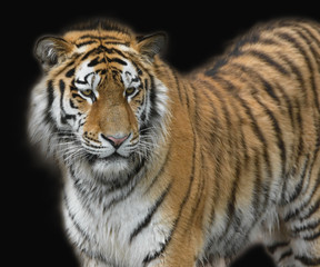 Fototapeta na wymiar Tiger vor schwarzem Hintergrund