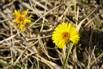 Coltsfoot flower (Tussilago farfara) on meadow