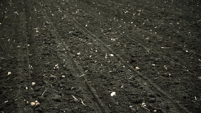 Spring sowing of sugar beet on a fertile land using modern agricultural machinery. The close-up shot of the field. HD