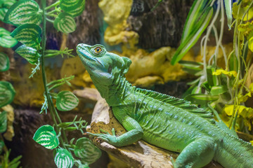 lizard Plumed basilisk