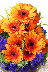 Orange Gerbera Daisies