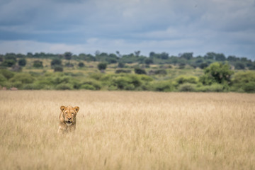 Lion in the high grass.