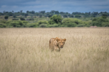 Lion in the high grass.