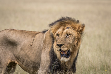 Male Lion in the high grass.