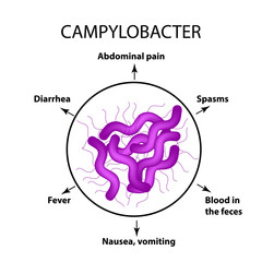 Campylobacter. Pathogenic flora. The bacterium causes intestinal diseases. Symptoms of infection. Infographics. Vector illustration.