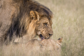 Mating couple of Lions in the high grass.