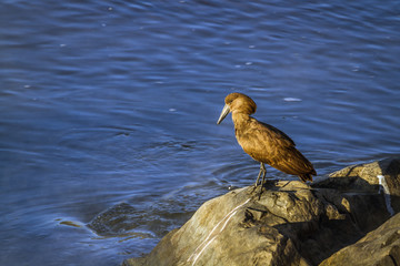 Hamerkop in Kruger National park, South Africa