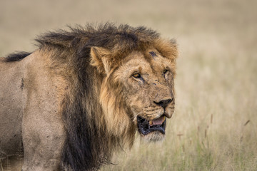 Fototapeta na wymiar Male Lion in the high grass.
