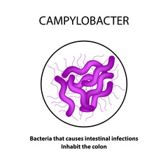 Campylobacter. Pathogenic flora. The bacterium causes intestinal diseases. Infographics. Vector illustration.