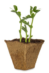 Sprout of green pea plant in pot isolated on white background