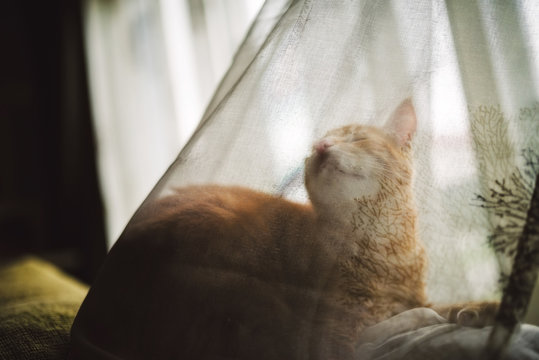 Ginger Cat Behind A Curtain