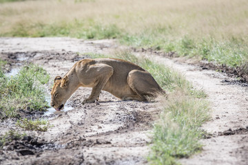 Lion drinking on the road.
