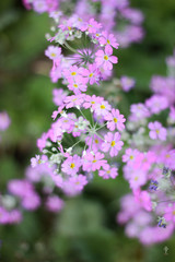 Pink Flowers